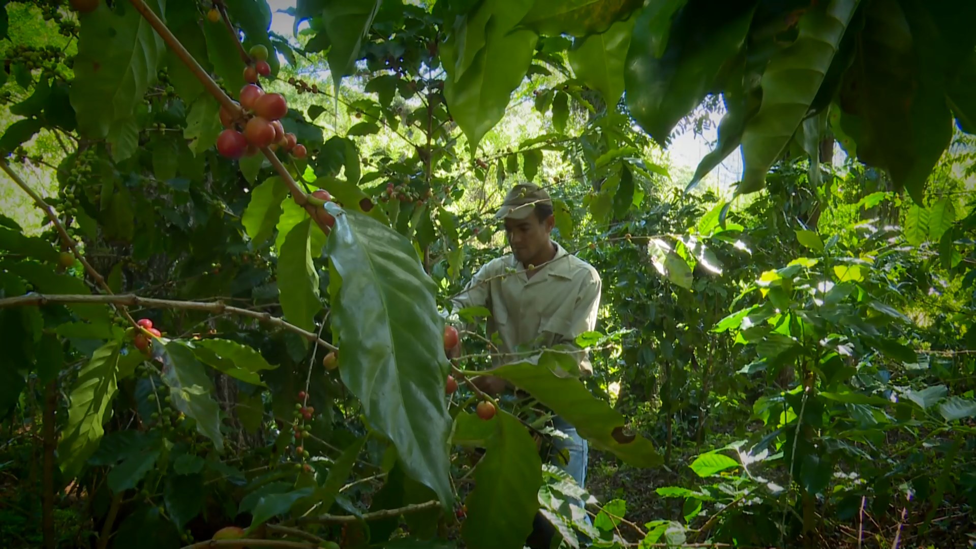 Granma´s mountains boost coffee development program