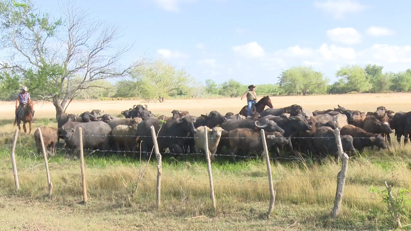 Granma encourages the buffalo breeding