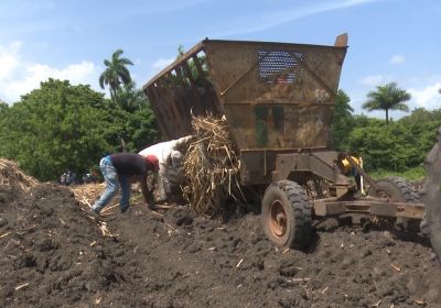 Avanza siembra de caña en Granma