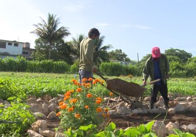 Crecen en Granma el movimiento de la agricultura familiar