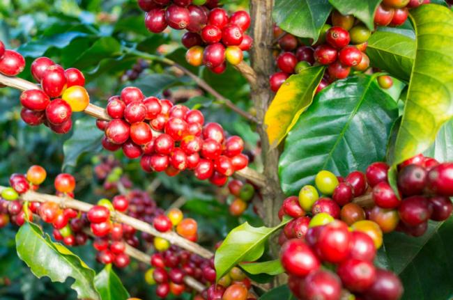 Guisa agroforestry station develops important scientific projects