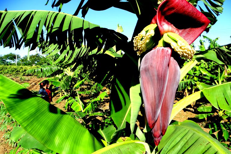 Granma incorporates more land into agricultural production