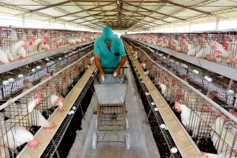 Report on the distribution of eggs in Granma