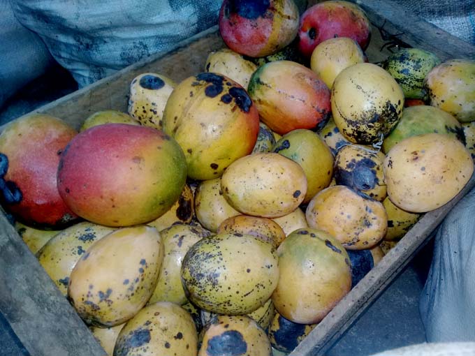 Effective production management at the Yara Canning Factory