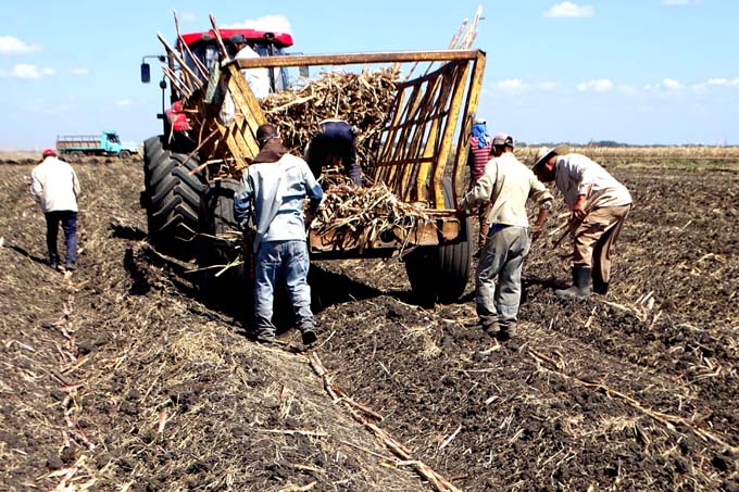 Cane planting progresses, despite difficulties
